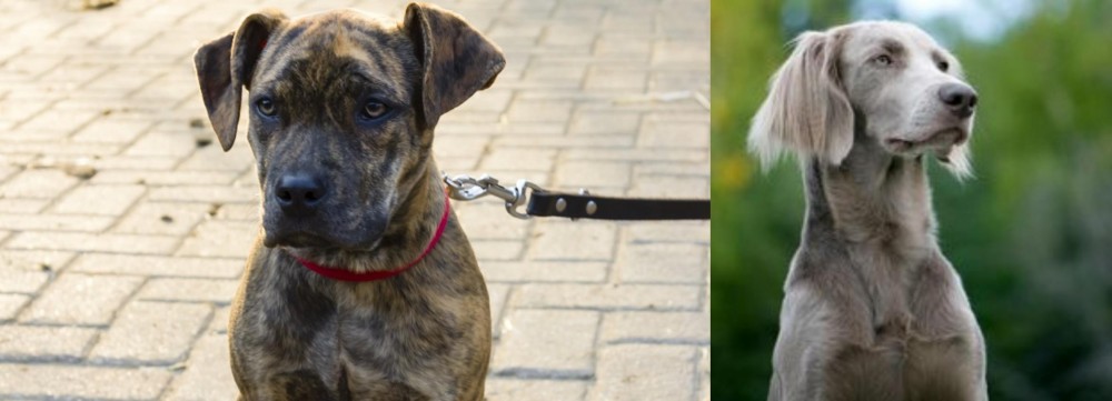 Longhaired Weimaraner vs Catahoula Bulldog - Breed Comparison