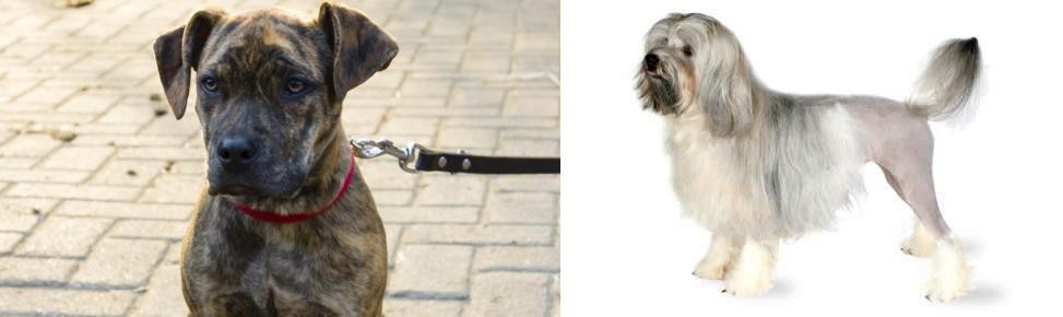 Lowchen vs Catahoula Bulldog - Breed Comparison