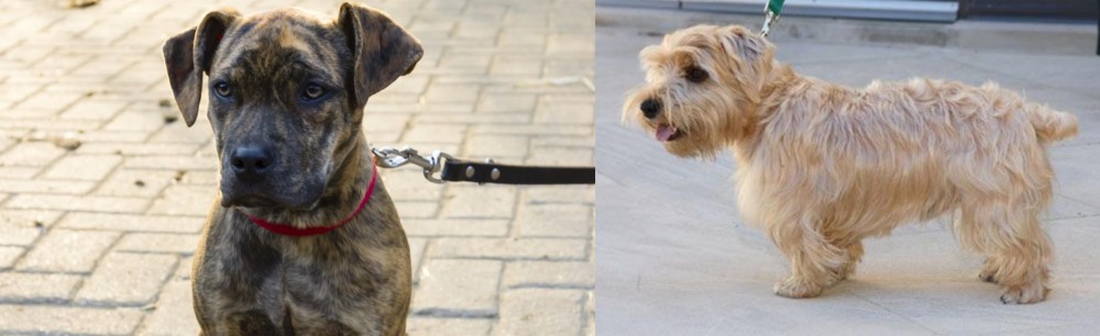 Lucas Terrier vs Catahoula Bulldog - Breed Comparison