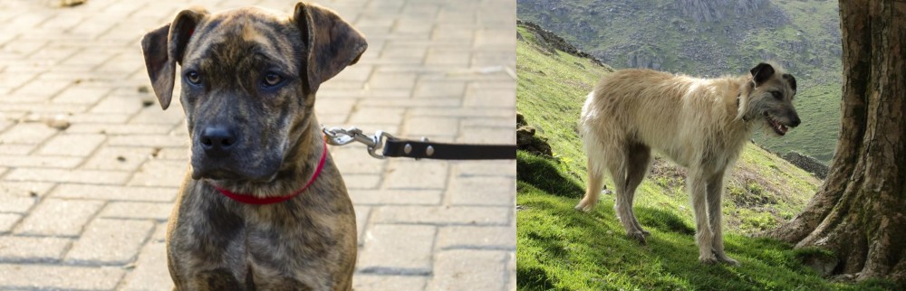 Lurcher vs Catahoula Bulldog - Breed Comparison