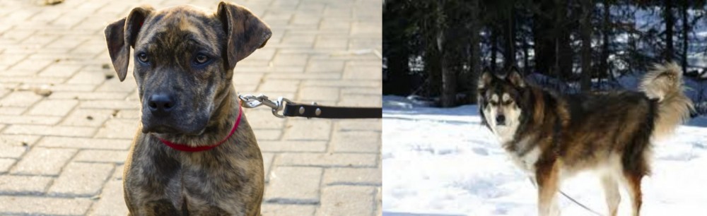 Mackenzie River Husky vs Catahoula Bulldog - Breed Comparison