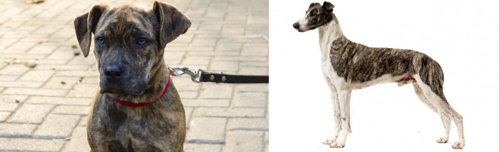 Magyar Agar vs Catahoula Bulldog - Breed Comparison