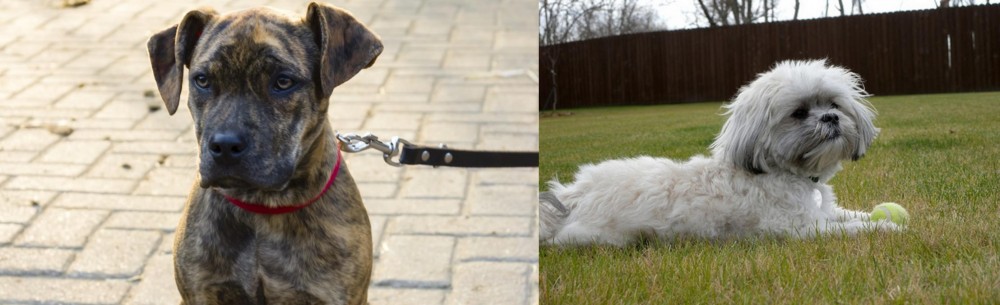 Mal-Shi vs Catahoula Bulldog - Breed Comparison