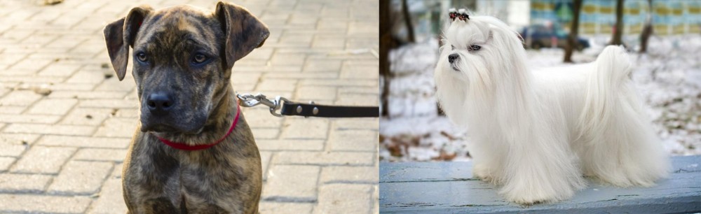 Maltese vs Catahoula Bulldog - Breed Comparison