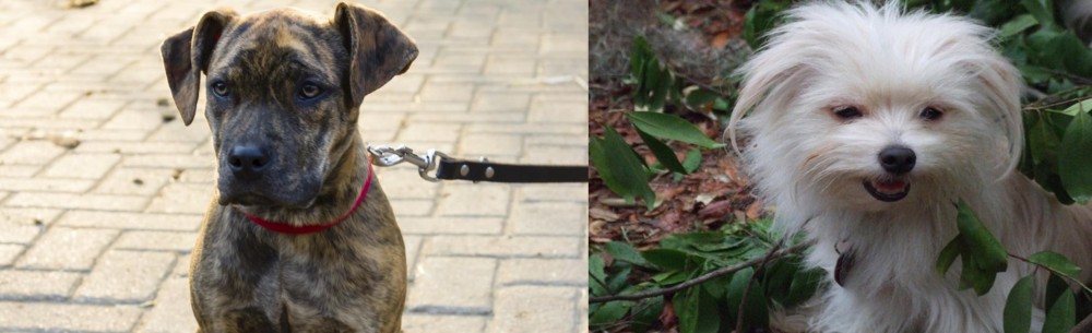 Malti-Pom vs Catahoula Bulldog - Breed Comparison