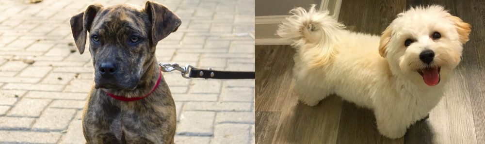 Maltipoo vs Catahoula Bulldog - Breed Comparison