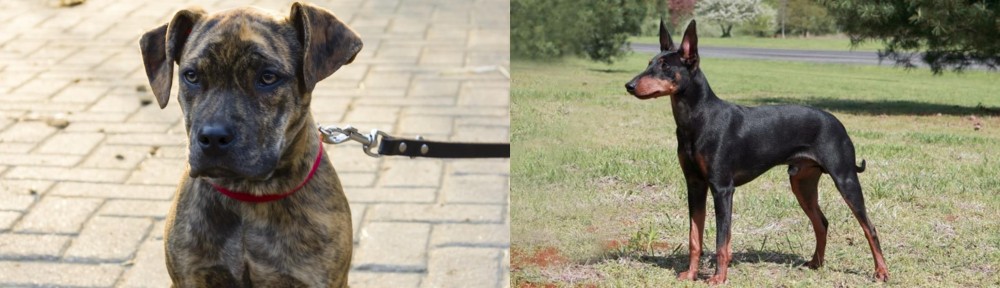 Manchester Terrier vs Catahoula Bulldog - Breed Comparison