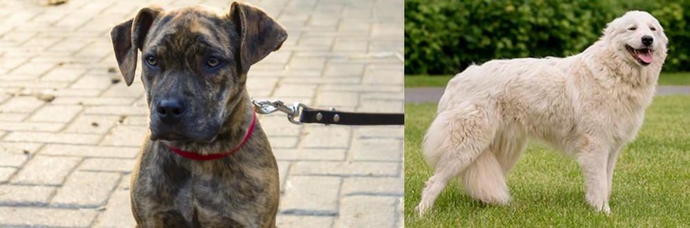 Maremma Sheepdog vs Catahoula Bulldog - Breed Comparison
