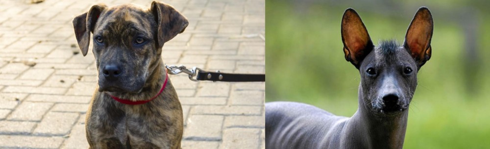 Mexican Hairless vs Catahoula Bulldog - Breed Comparison