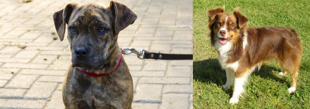 Miniature Australian Shepherd vs Catahoula Bulldog - Breed Comparison