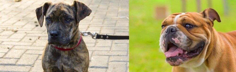 Miniature English Bulldog vs Catahoula Bulldog - Breed Comparison
