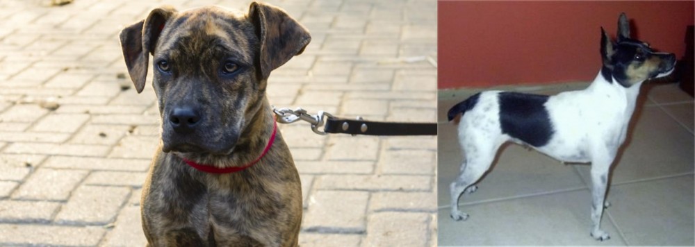 Miniature Fox Terrier vs Catahoula Bulldog - Breed Comparison