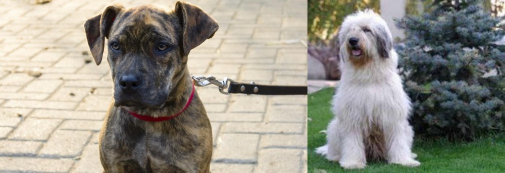 Mioritic Sheepdog vs Catahoula Bulldog - Breed Comparison