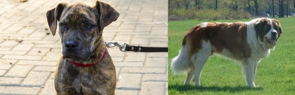 Moscow Watchdog vs Catahoula Bulldog - Breed Comparison