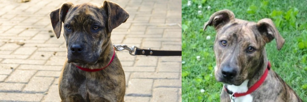 Mountain Cur vs Catahoula Bulldog - Breed Comparison