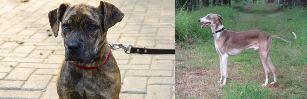 Mudhol Hound vs Catahoula Bulldog - Breed Comparison