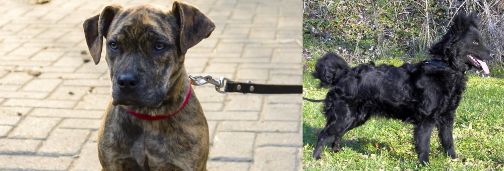 Mudi vs Catahoula Bulldog - Breed Comparison