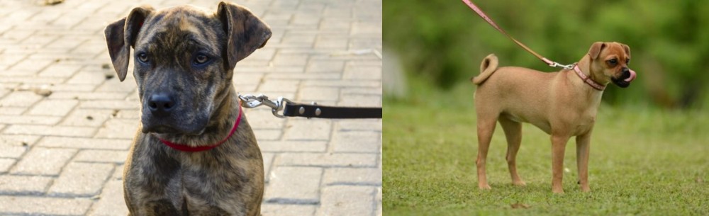 Muggin vs Catahoula Bulldog - Breed Comparison