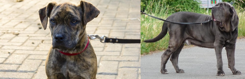 Neapolitan Mastiff vs Catahoula Bulldog - Breed Comparison