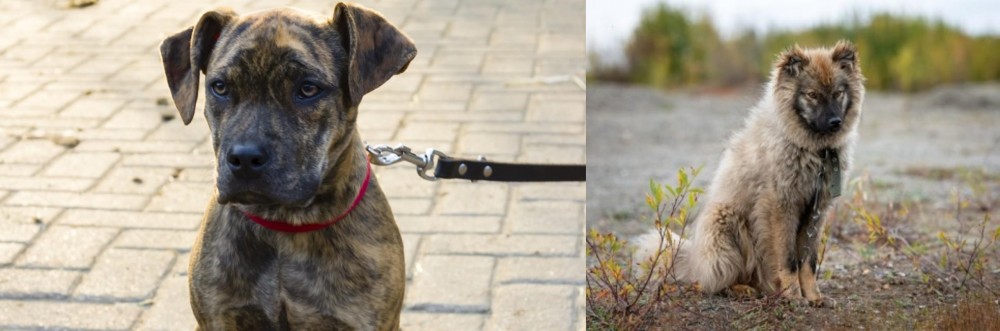 Nenets Herding Laika vs Catahoula Bulldog - Breed Comparison