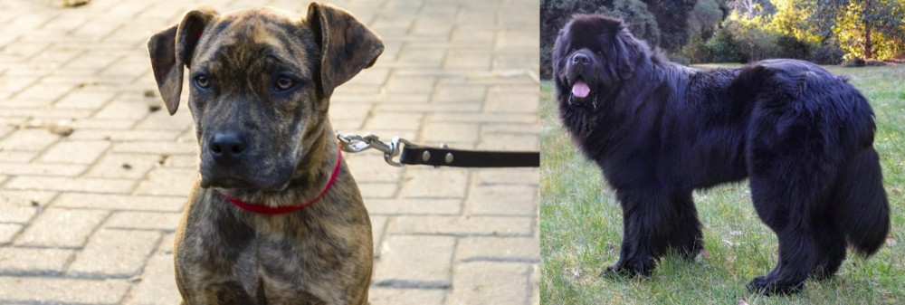 Newfoundland Dog vs Catahoula Bulldog - Breed Comparison
