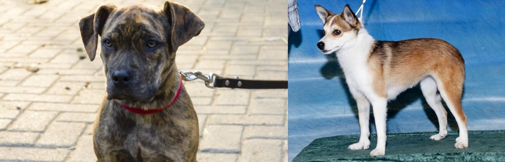 Norwegian Lundehund vs Catahoula Bulldog - Breed Comparison