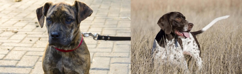 Old Danish Pointer vs Catahoula Bulldog - Breed Comparison
