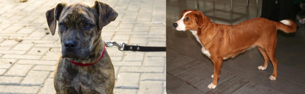 Osterreichischer Kurzhaariger Pinscher vs Catahoula Bulldog - Breed Comparison