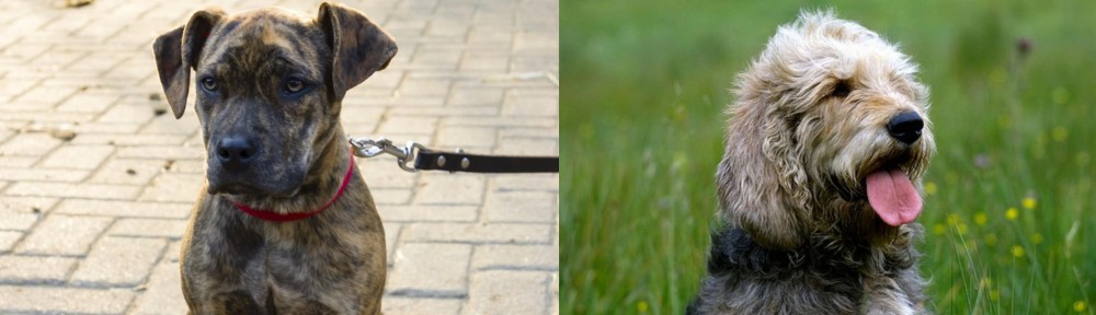 Otterhound vs Catahoula Bulldog - Breed Comparison
