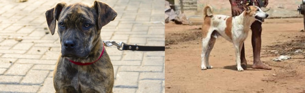 Pandikona vs Catahoula Bulldog - Breed Comparison