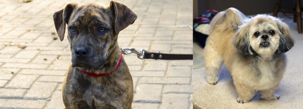 PekePoo vs Catahoula Bulldog - Breed Comparison