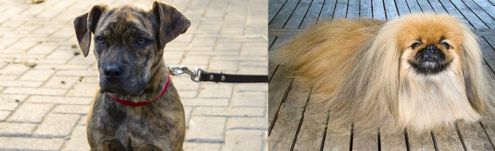Pekingese vs Catahoula Bulldog - Breed Comparison