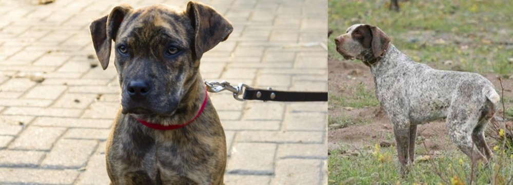 Perdiguero de Burgos vs Catahoula Bulldog - Breed Comparison