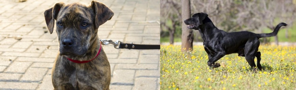 Perro de Pastor Mallorquin vs Catahoula Bulldog - Breed Comparison