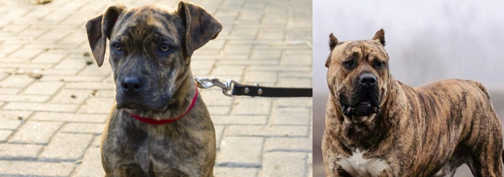 Perro de Presa Canario vs Catahoula Bulldog - Breed Comparison
