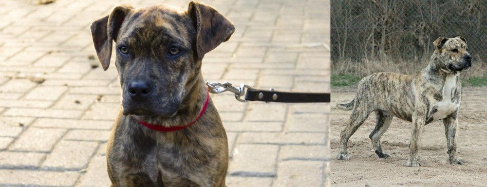 Perro de Presa Mallorquin vs Catahoula Bulldog - Breed Comparison