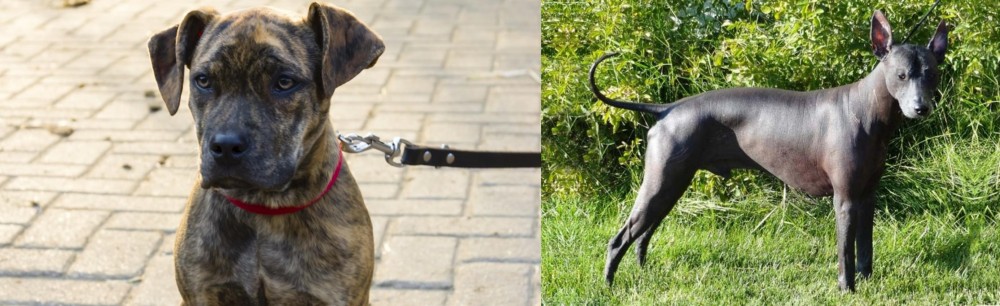 Peruvian Hairless vs Catahoula Bulldog - Breed Comparison