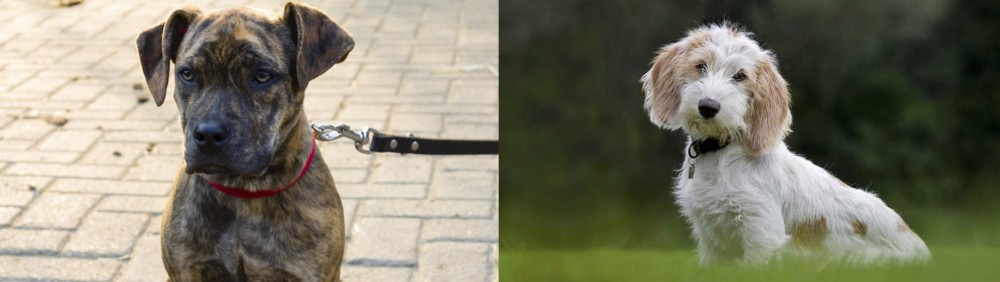 Petit Basset Griffon Vendeen vs Catahoula Bulldog - Breed Comparison