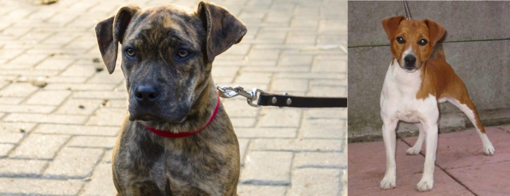 Plummer Terrier vs Catahoula Bulldog - Breed Comparison