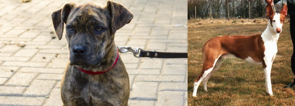 Podenco Canario vs Catahoula Bulldog - Breed Comparison
