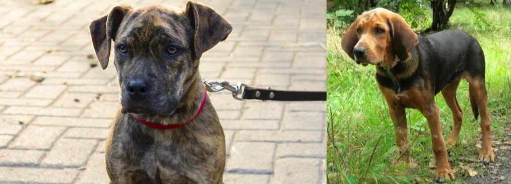 Polish Hound vs Catahoula Bulldog - Breed Comparison