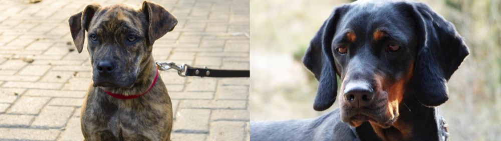 Polish Hunting Dog vs Catahoula Bulldog - Breed Comparison
