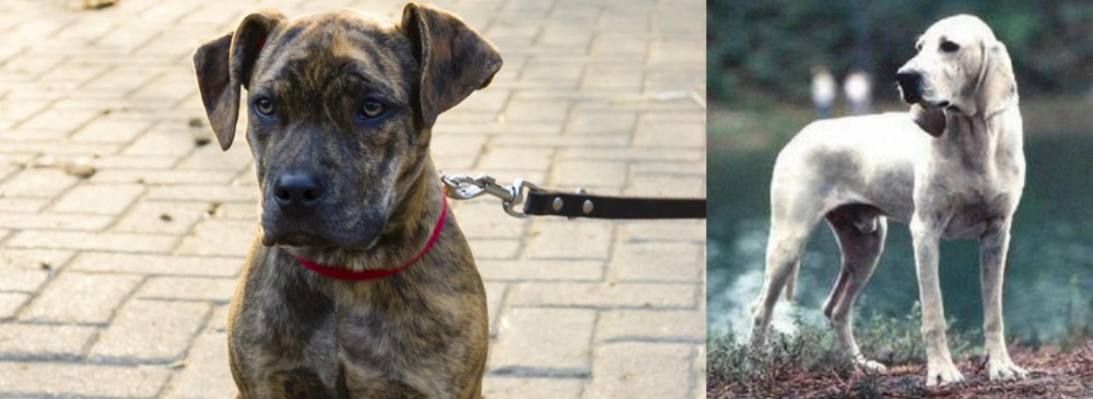 Porcelaine vs Catahoula Bulldog - Breed Comparison