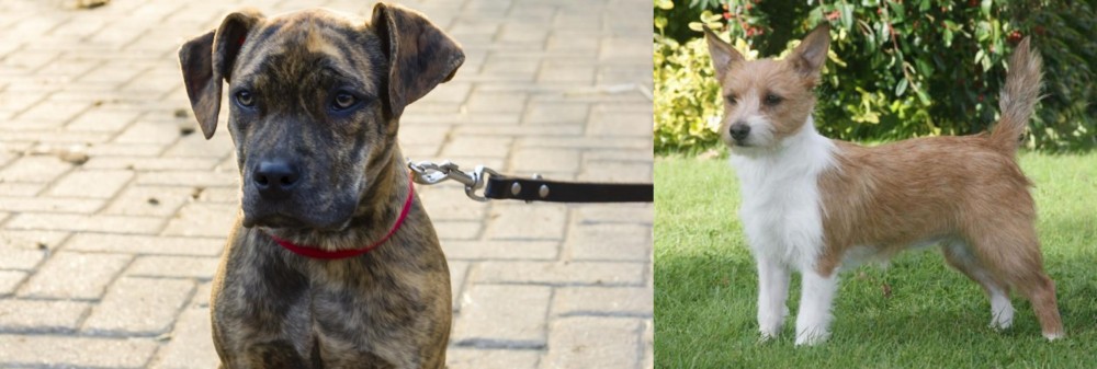 Portuguese Podengo vs Catahoula Bulldog - Breed Comparison