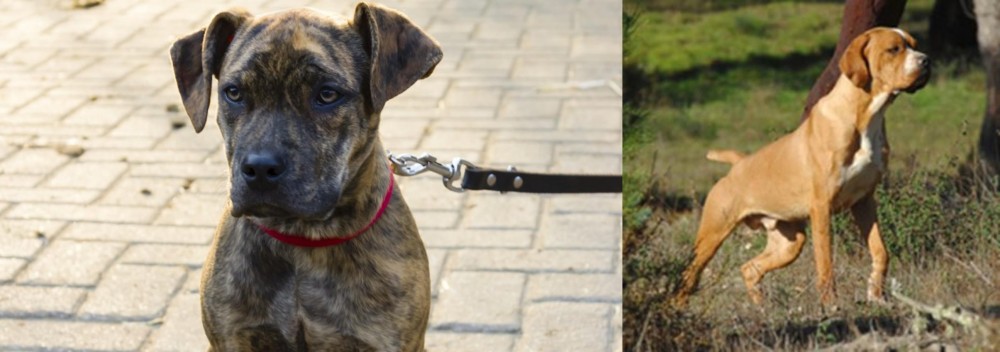 Portuguese Pointer vs Catahoula Bulldog - Breed Comparison