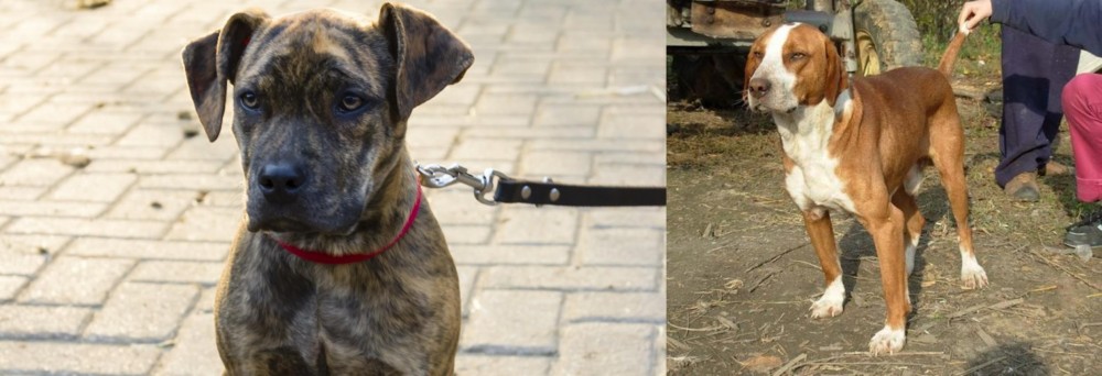 Posavac Hound vs Catahoula Bulldog - Breed Comparison