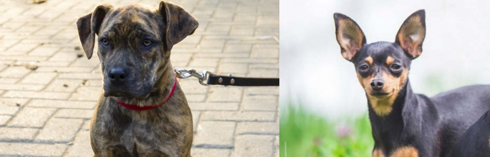 Prazsky Krysarik vs Catahoula Bulldog - Breed Comparison