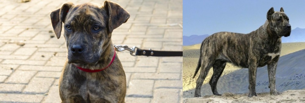 Presa Canario vs Catahoula Bulldog - Breed Comparison