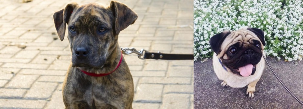 Pug vs Catahoula Bulldog - Breed Comparison