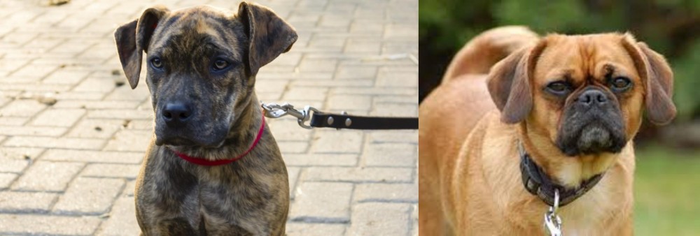 Pugalier vs Catahoula Bulldog - Breed Comparison